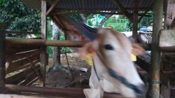 Program Pengembangan Ternak Ruminansia Sapi Potong Indukan Disalurkan Dengan Baik Di Cibadak, Pabuaran