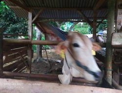 Program Pengembangan Ternak Ruminansia Sapi Potong Indukan Disalurkan Dengan Baik Di Cibadak, Pabuaran