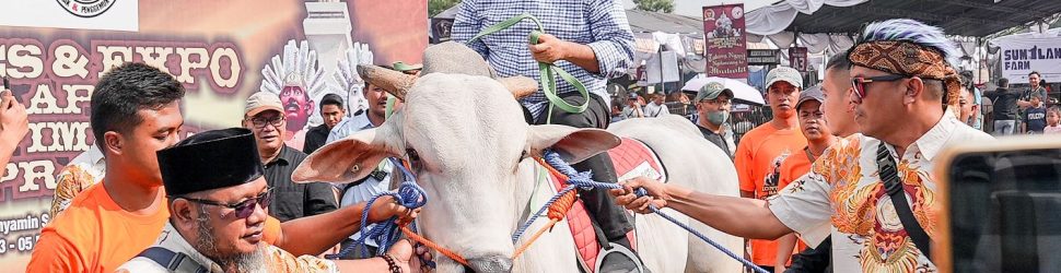 Sekjen Gerindra Hadiri Kontes Sapi Asosiasi Peternak dan Penggemuk Sapi Indonesia (APPSI)